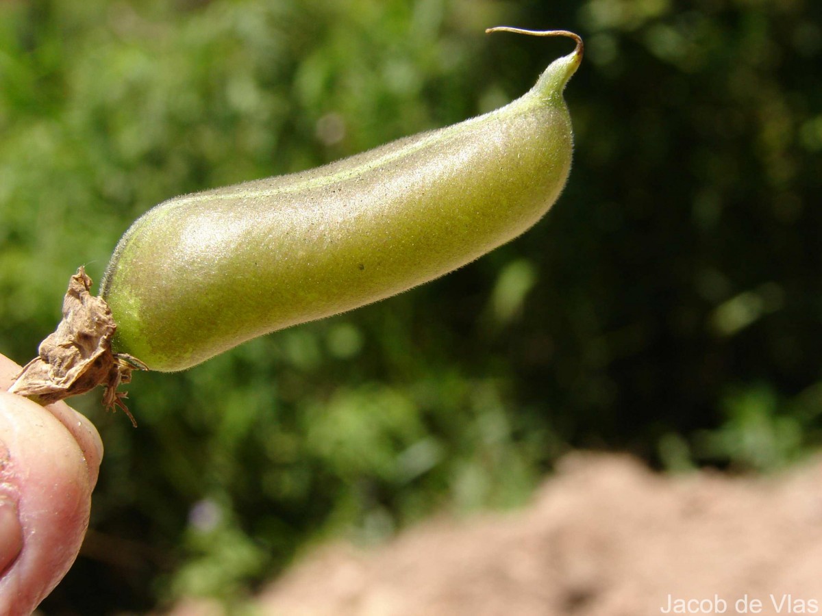 Crotalaria micans Link